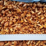 Kako zamrznuti lisičarke za zimu kod kuće